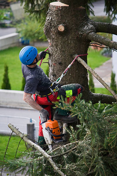 Best Leaf Removal  in Oildale, CA