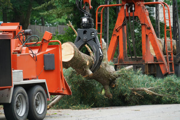 Best Tree Maintenance Programs  in Oildale, CA