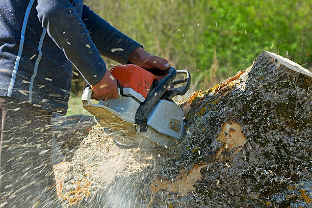 Best Lawn Renovation and Restoration  in Oildale, CA