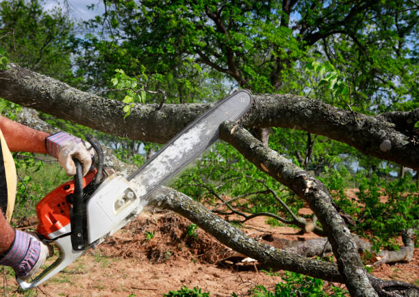 How Our Tree Care Process Works  in  Oildale, CA